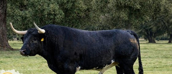 Toro Vividor